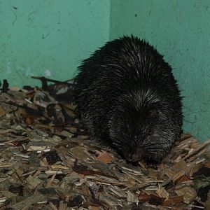 Palawan Porcupine at Pilsen, 31/08/12