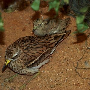 European Stone-Curlew at Pilsen, 31/08/12