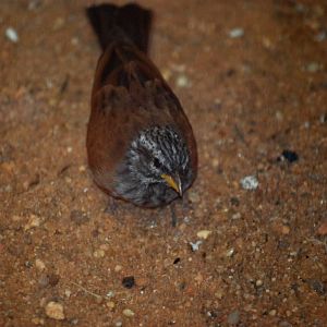 House Bunting at Pilsen, 31/08/12