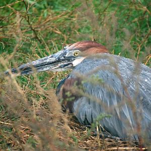 Goliath Heron at Pilsen, 31/08/12