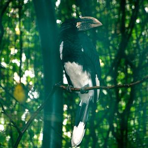 Piping Hornbill at Pilsen, 31/08/12