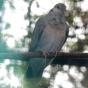 Dusky Turtle-Dove at Pilsen, 31/08/12