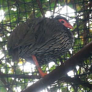 Red-necked Francolin at Pilsen, 31/08/12