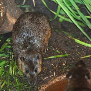 Australian Water Rat at Pilsen, 31/08/12