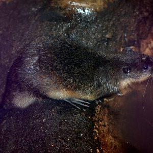 Australian Water Rat at Pilsen, 31/08/12