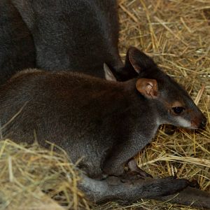 Dusky Pademelon at Pilsen, 31/08/12