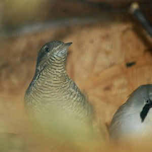 Wryneck and Bearded Reedling at Pilsen, 31/08/12