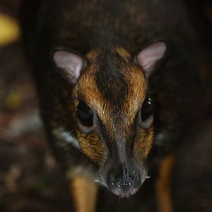 Balabac Chevrotain at Pilsen, 01/09/12