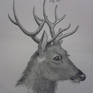 drawing Schomburgk´s deer