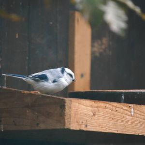 Azure Tit at Pilsen, 31/08/12
