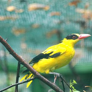 Eastern Black-naped Oriole at Pilsen, 31/08/12