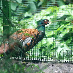 Chiwa Pheasant at Pilsen, 31/08/12