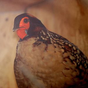 Cabot's Tragopan at Pilsen, 31/08/12