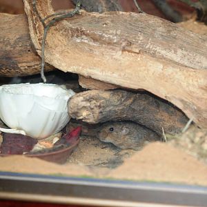 Guenther's Vole at Pilsen, 31/08/12