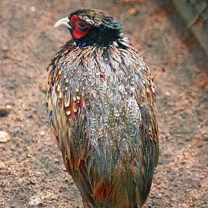 Chinese Pheasant at Pilsen, 31/08/12