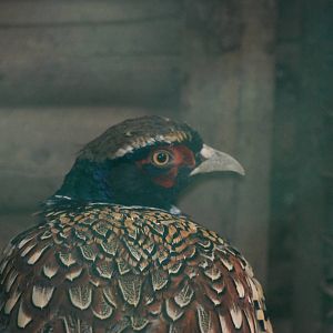 Pallas' Pheasant at Pilsen, 31/08/12