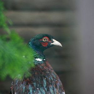 Mongolian Pheasant at Pilsen, 31/08/12