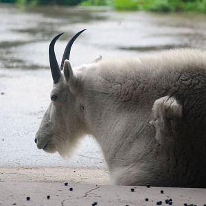 Rocky Mountain Goat at Pilsen, 31/08/12