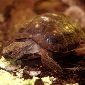 Texas Gopher Tortoise at Pilsen, 31/08/12
