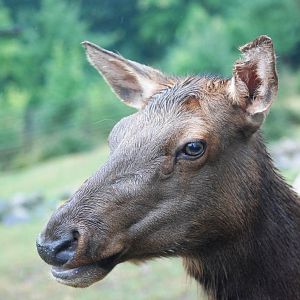 Tule Wapiti at Pilsen, 31/08/12
