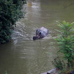 Indian Rhino Bathing at Pilsen, 31/08/12