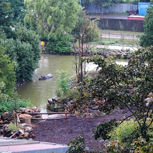 Indian Rhino Bathing at Pilsen, 31/08/12