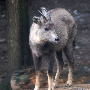 Central Chinese Goral at Pilsen, 31/08/12