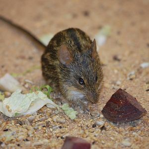Mount Kenya Grass Mouse at Pilsen, 31/08/12