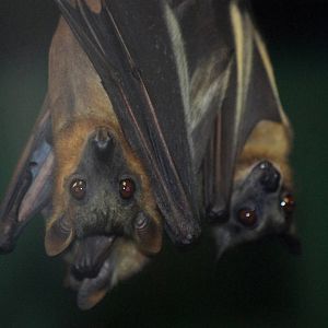 Straw-coloured Fruit Bats at Pilsen, 31/08/12