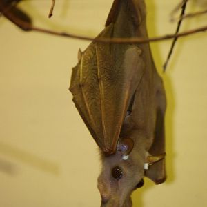 Wahlberg's Epauletted Bat at Pilsen, 31/08/12