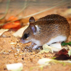 Pygmy Spiny Mouse at Pilsen, 31/08/12