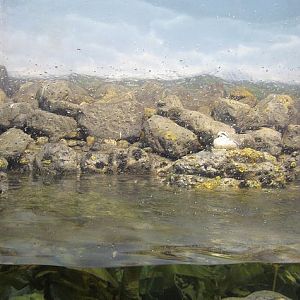 Wings of the World-Arctic Islands