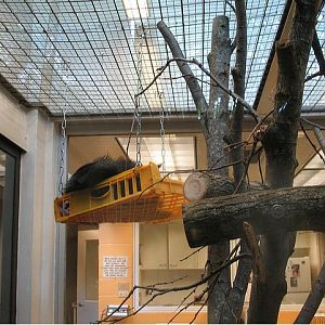 Children's Zoo-Nursery-Lucy-Bearcat