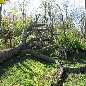 Jungle Trails-Africa-Bonobo Exhibit