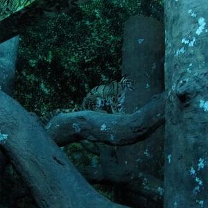 Night Hunters-Clouded Leopard
