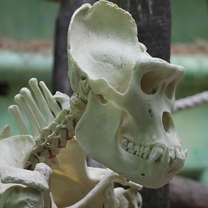 gorilla skull
