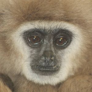 Lar Gibbon Twycross 2013