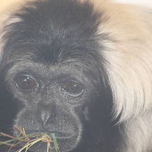 Pileated Gibbon Twycross 2013