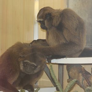 Agile Gibbon Twycross 2013