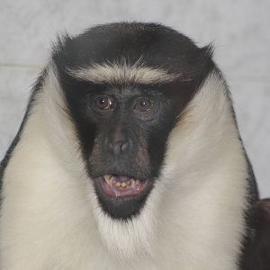 Roloway Guenon Twycross 2013