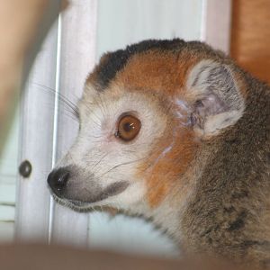 Crowned Lemur Twycross 2013