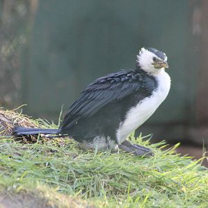 Little Pied Cormorant Twycross 2013