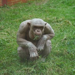 Twycross Zoo (3/2/2013)