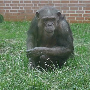 Twycross Zoo (3/2/2013)