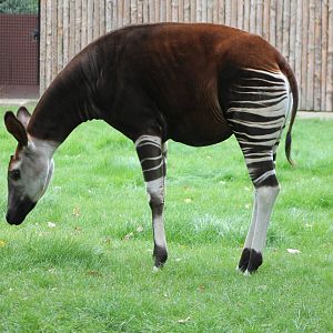 okapi