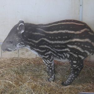 Twycross Zoo (3/2/2013)