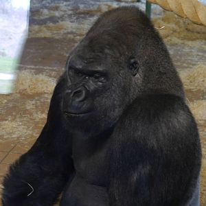 Twycross Zoo (3/2/2013)