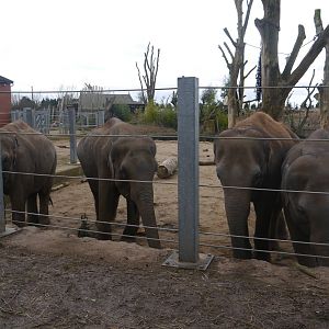 Twycross Zoo (3/2/2013)