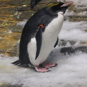 macaroni penguin