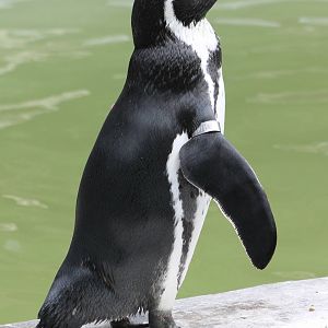 humboldt penguin